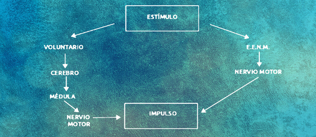 Movimiento voluntario y electoestimulación
