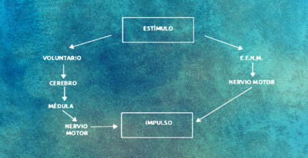 Movimiento voluntario y electoestimulación