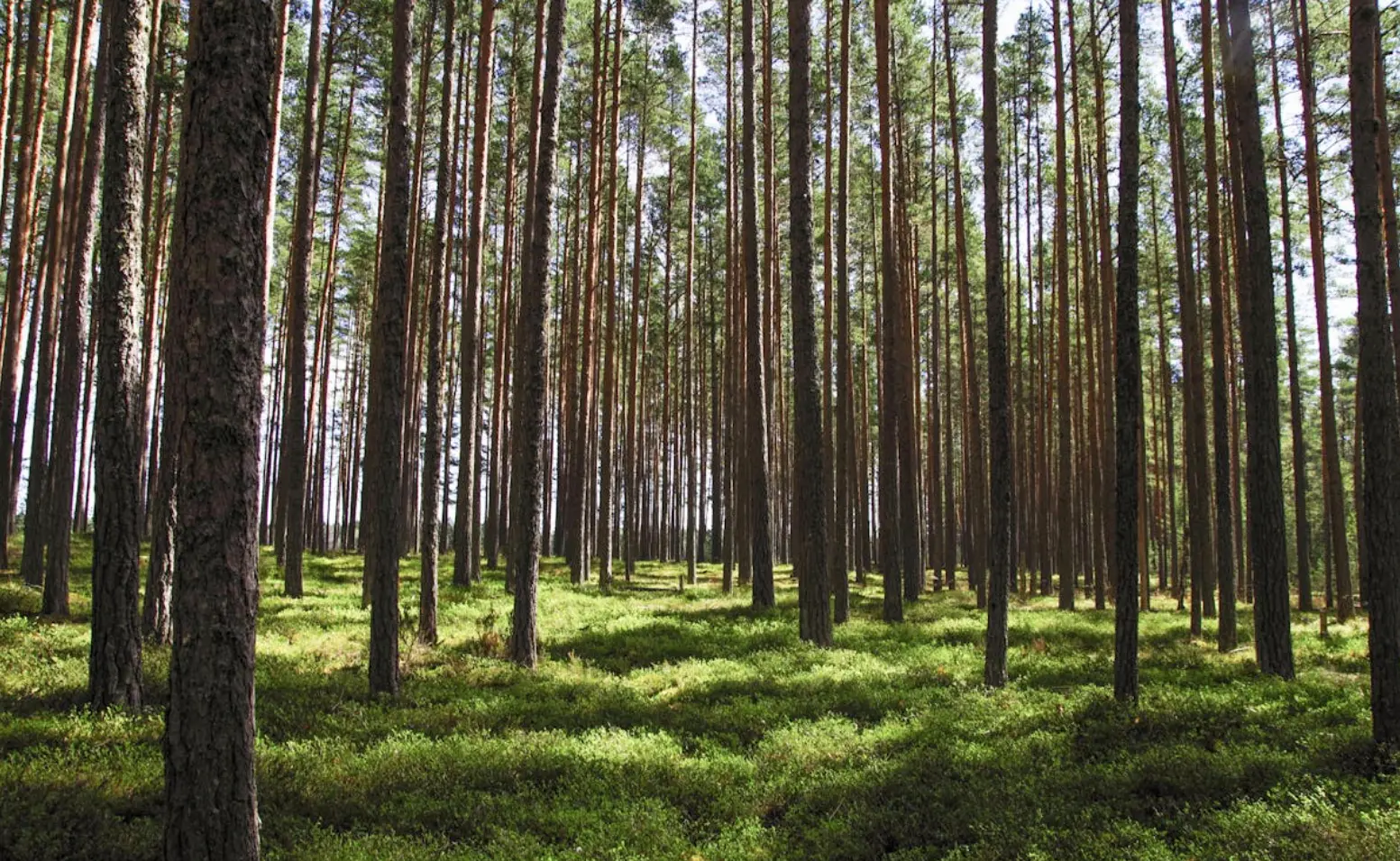 proyecto-plantación-forestal-NESS